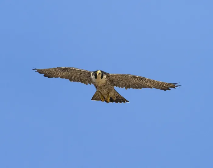 Framed Print : Peregrine Falcon (Falco peregrinus)