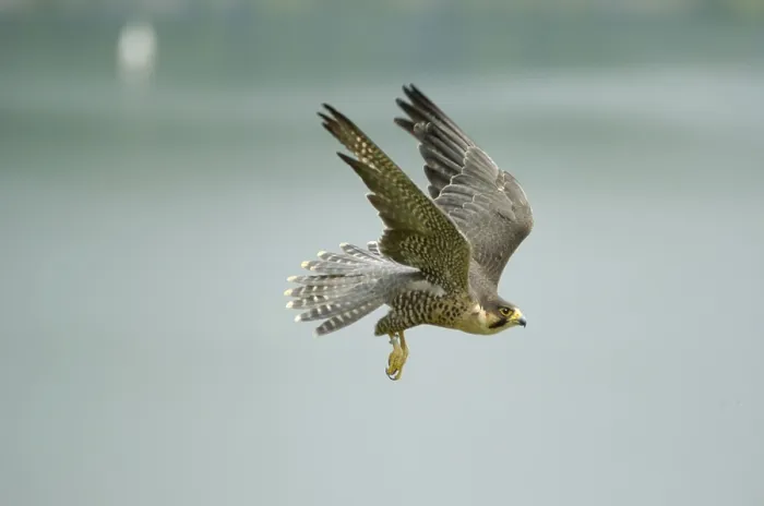 Framed Print : Peregrine Falcon (Falco peregrinus)