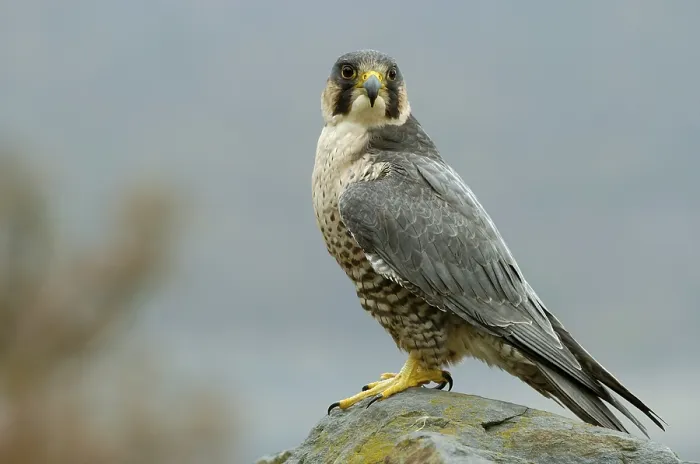 Framed Print : Peregrine falcon (Falco peregrinus)