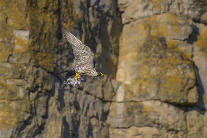 Framed Print : Peregrine falcon (Falco peregrinus)