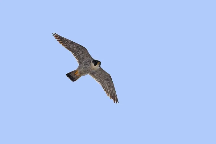 Framed Print : Peregrine Falcon (Falco peregrinus) Framed Print : Peregrine Falcon (Falco peregrinus)
