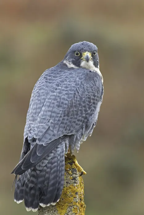Framed Print : Peregrine falcon (Falco peregrinus) adult