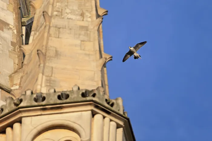 Framed Print : Peregrine Falcon (Falco peregrinus) adult