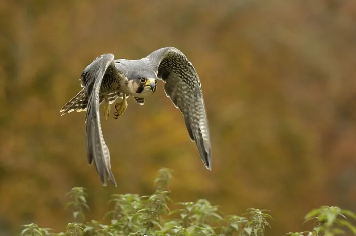 Framed Print : Peregrine falcon Falcon (Falco peregrinus) Framed Print : Peregrine falcon Falcon (Falco peregrinus)
