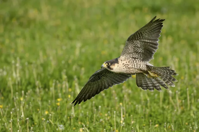 Framed Print : Peregrine falcon Falcon (Falco peregrinus)