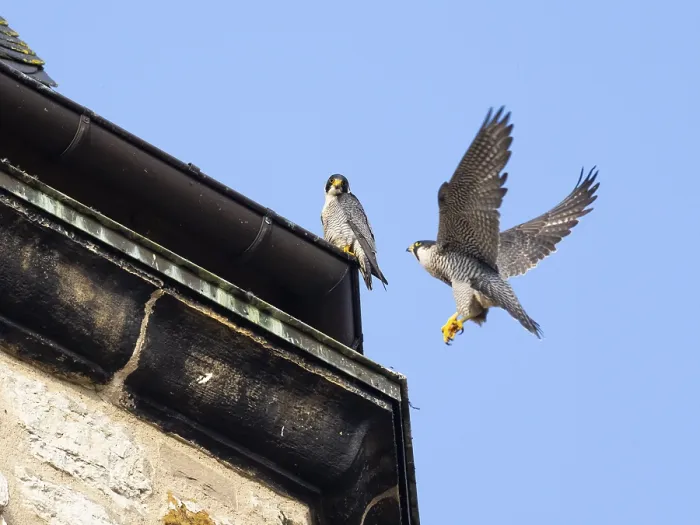 Framed Print : Peregrine Falcons (Falco peregrinus)