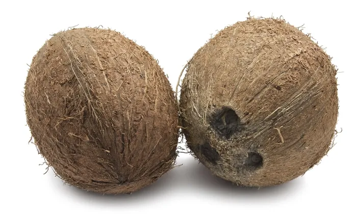 Framed Print : Perfect fresh coconut isolated on white background Framed Print : Perfect fresh coconut isolated on white background
