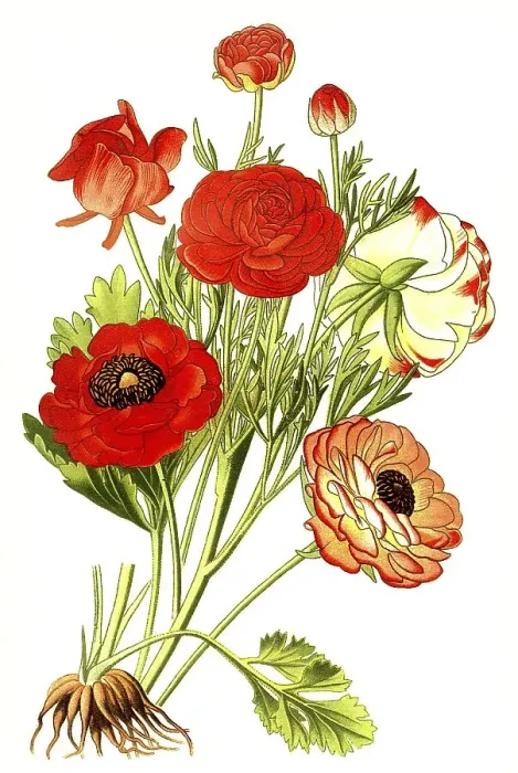 Framed Print : The Persian buttercup (Ranunculus asiaticus) Framed Print : The Persian buttercup (Ranunculus asiaticus)