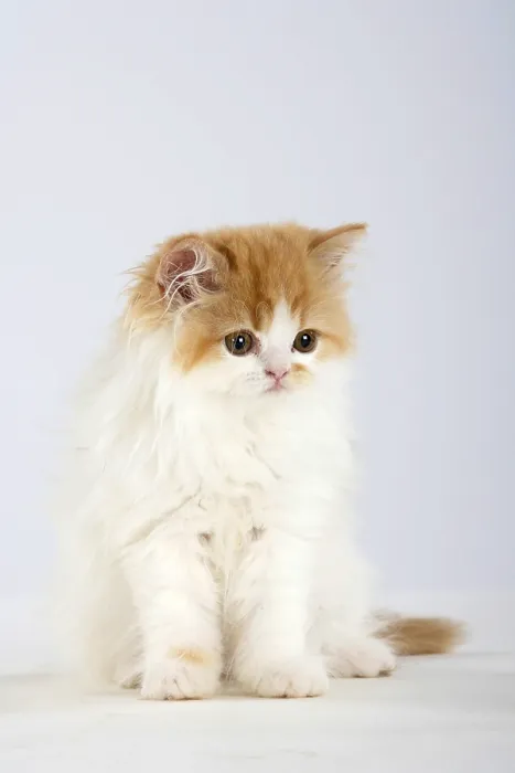 Framed Print : Persian cat, kitten Framed Print : Persian cat, kitten