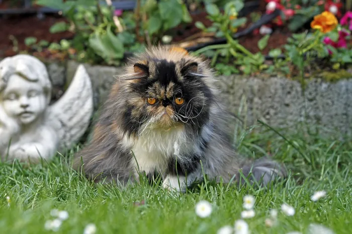 Framed Print : Persian cat, long-haired cat Framed Print : Persian cat, long-haired cat