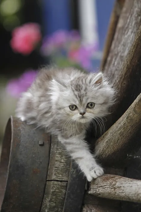 Framed Print : Persian cat, long-haired cat Framed Print : Persian cat, long-haired cat