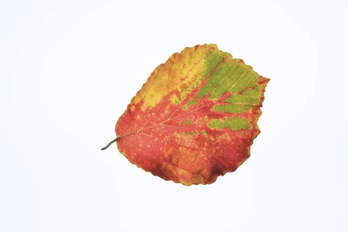 Framed Print : Persian ironwood (Parrotia persica)