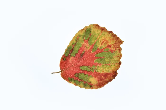 Framed Print : Persian ironwood (Parrotia persica) Framed Print : Persian ironwood (Parrotia persica)