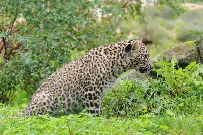 Framed Print : A Persian leopard cub (Panthera pardus saxicolor) sits at the edge of the forest and watches something Framed Print : A Persian leopard cub (Panthera pardus saxicolor) sits at the edge of the forest and watches something