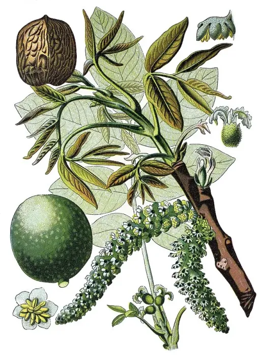 Framed Print : Persian walnut tree, English walnut tree (Juglans regia)