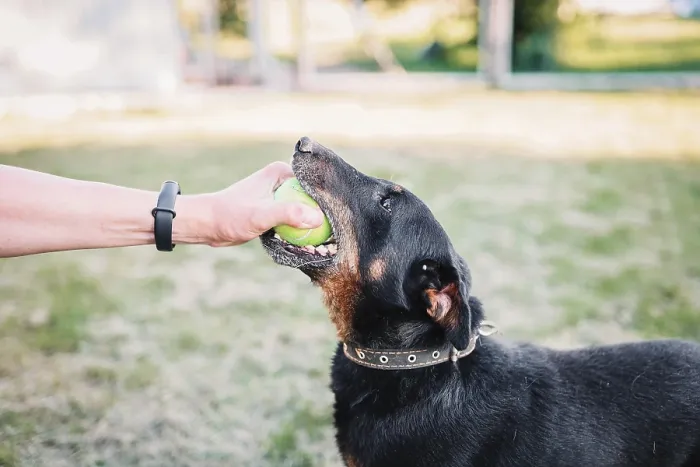 Framed Print : Person playing with a dog holding a ball in grassy area