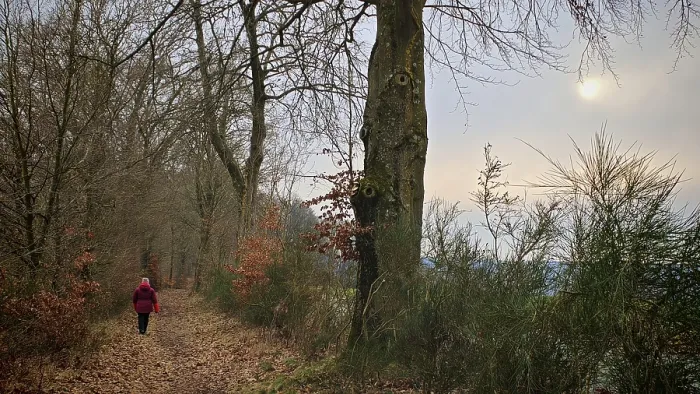 Framed Print : Person in red on a forest path covered with leaves Framed Print : Person in red on a forest path covered with leaves