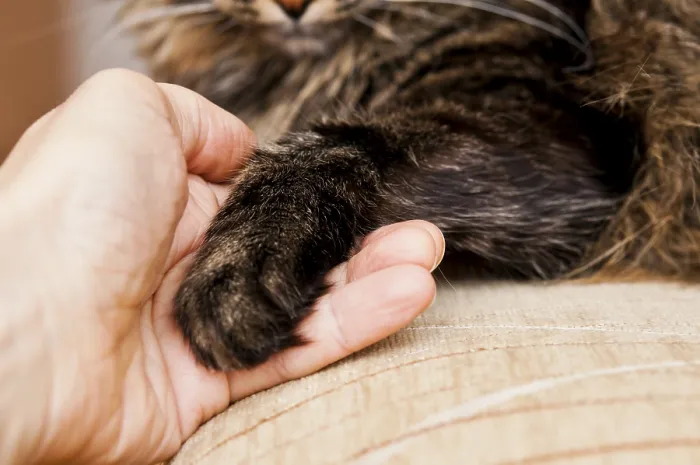 Framed Print : A person's hand gently holding a cat's paw
