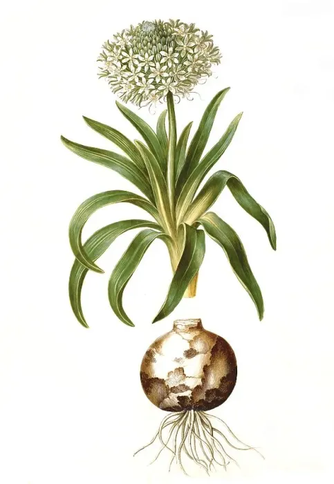 Framed Print : Peruvian blue star, Scilla peruviana