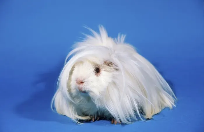 Framed Print : Peruvian guinea pig, white