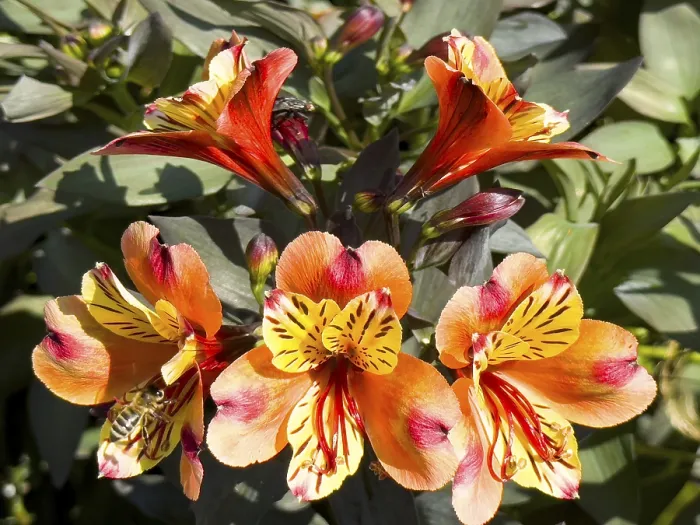 Framed Print : Peruvian lily, Peruvian lily (Alstroemeria aurea) Framed Print : Peruvian lily, Peruvian lily (Alstroemeria aurea)