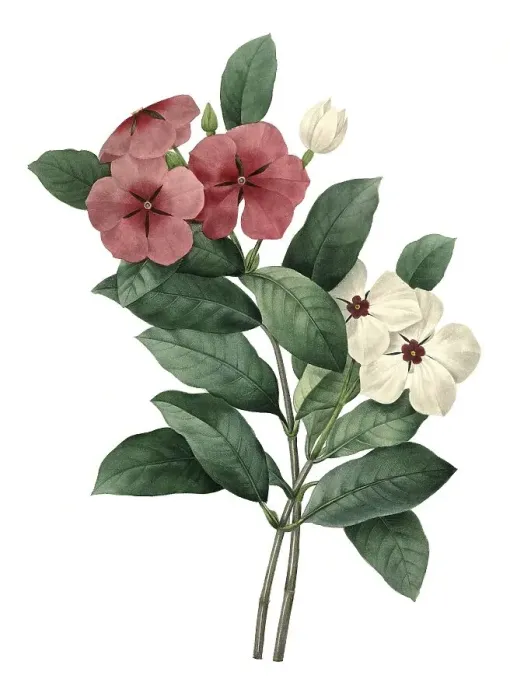 Framed Print : Pervenche, red-flowering periwinkle