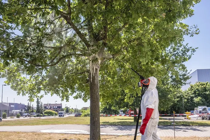 Framed Print : Pest control oak processionary moth on the tree with protective suit Framed Print : Pest control oak processionary moth on the tree with protective suit