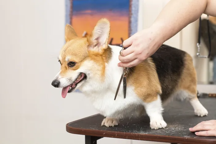 Framed Print : Pet groomer with scissors cut the fur dog corgi