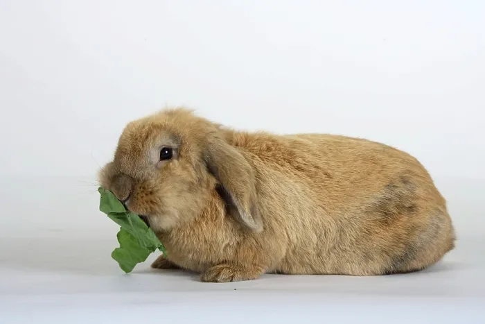 Framed Print : Pet rabbit Framed Print : Pet rabbit