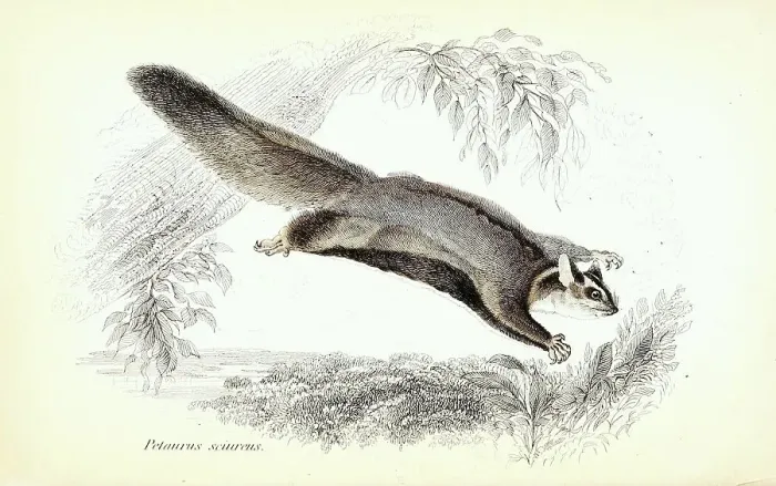 Framed Print : Petaurus sciureus, Gleithoernchenbeutler oder Eigentlichen Gleitbeutler Framed Print : Petaurus sciureus, Gleithoernchenbeutler oder Eigentlichen Gleitbeutler