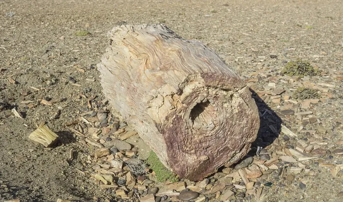 Framed Print : Petrified forest Bosque Petrificado National Monument