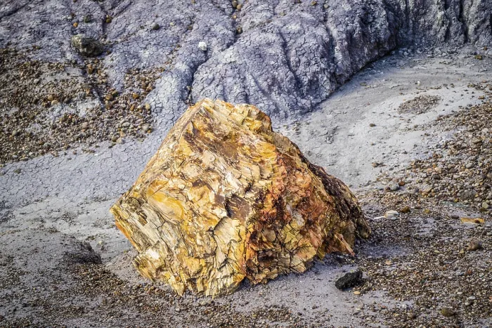 Framed Print : Petrified rocks of late Triassic period in Petrified Forest Nationa Park Framed Print : Petrified rocks of late Triassic period in Petrified Forest Nationa Park