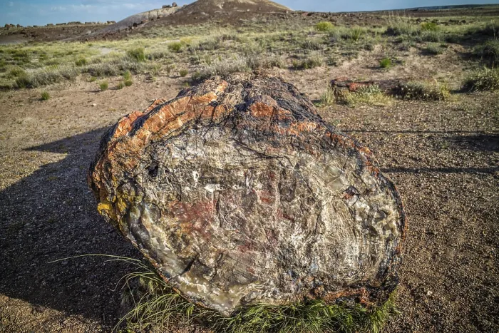 Framed Print : A Petrified wood of late Triassic period in Petrified Forest Nationa Park