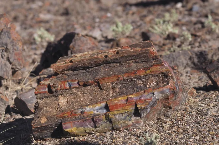 Framed Print : Petrified wood, Petrified Forest National Park Framed Print : Petrified wood, Petrified Forest National Park