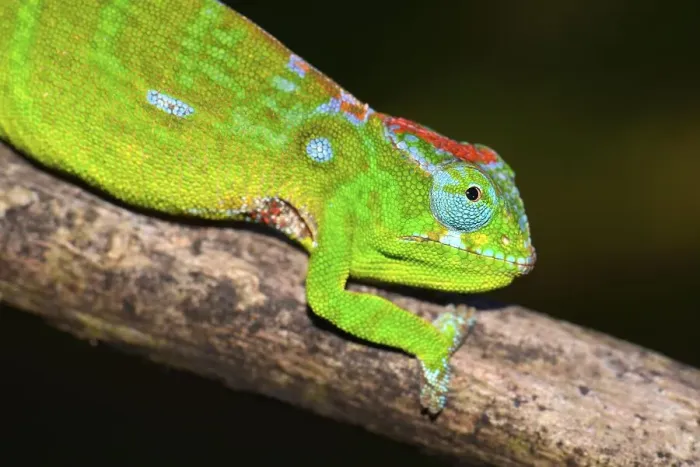 Framed Print : Petter's Chameleon (Furcifer petteri) Framed Print : Petter's Chameleon (Furcifer petteri)