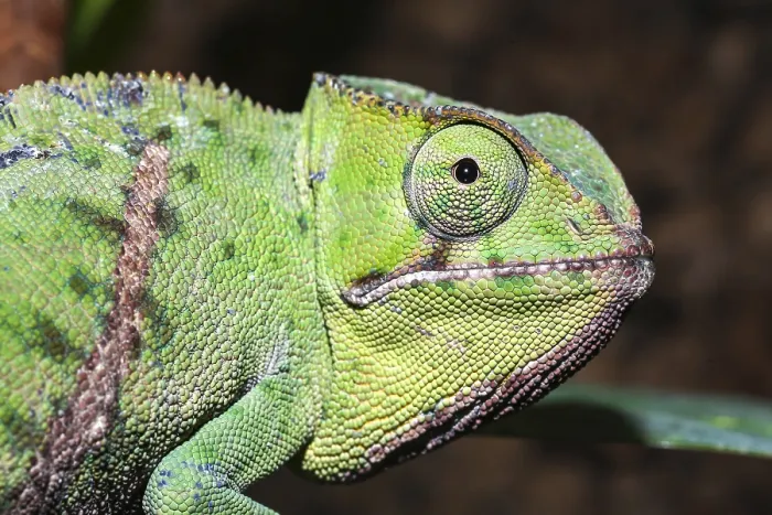 Framed Print : Petter's chameleon (Furcifer petteri) Framed Print : Petter's chameleon (Furcifer petteri)