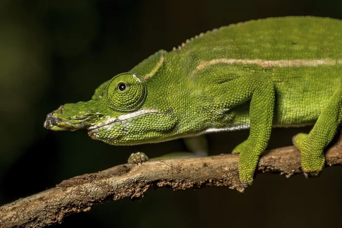 Framed Print : Petters petter's chameleon (Furcifer petteri) Framed Print : Petters petter's chameleon (Furcifer petteri)