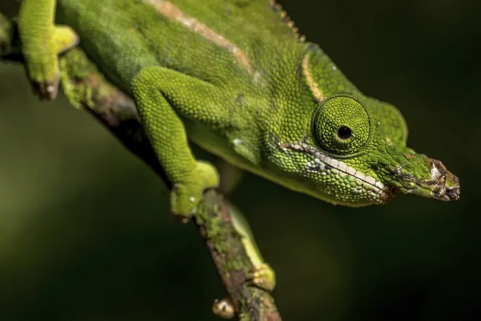 Framed Print : Petters petter's chameleon (Furcifer petteri)