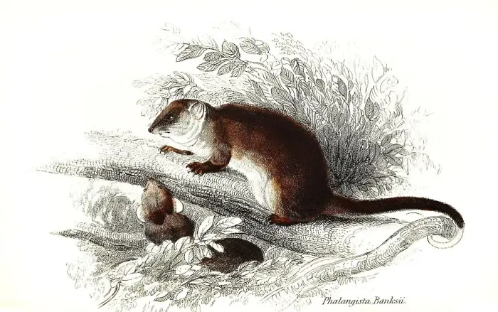 Framed Print : Phalangista (marsupialia) Banksii, syn Framed Print : Phalangista (marsupialia) Banksii, syn