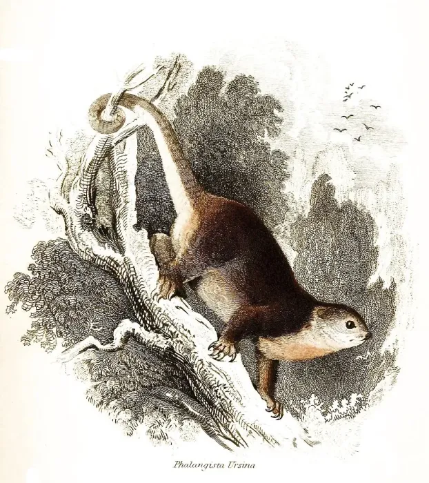 Framed Print : Phalangista ursina syn, sulawesi bear cuscus (Ailurops ursinus)