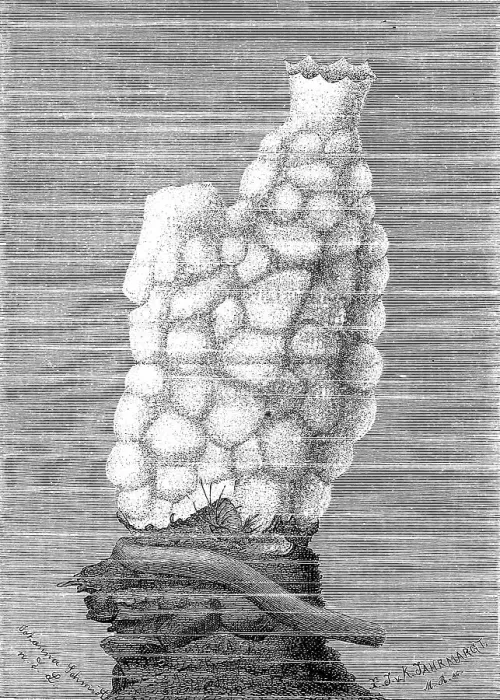 Framed Print : Phallusia mamillaris