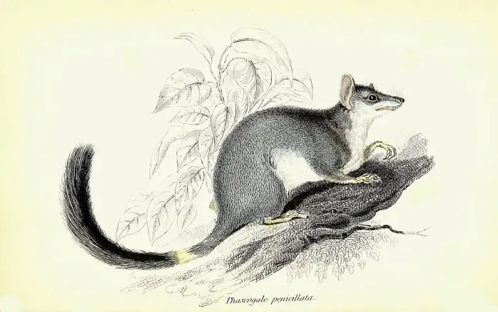 Framed Print : Phascogale penicillata, Pinselschwanzbeutler Framed Print : Phascogale penicillata, Pinselschwanzbeutler