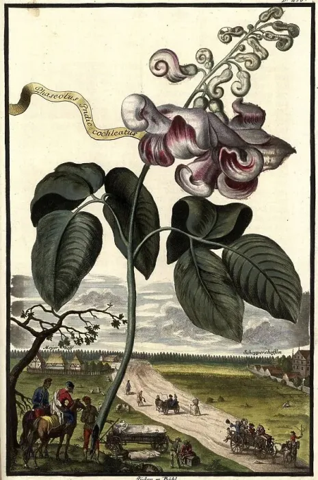 Framed Print : Phaselus cochleatus Orchidee and Pueden-Buehl