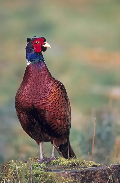 Framed Print : Pheasant cock standing on a tree stump and watching over its territory (Ring-necked Pheasant)