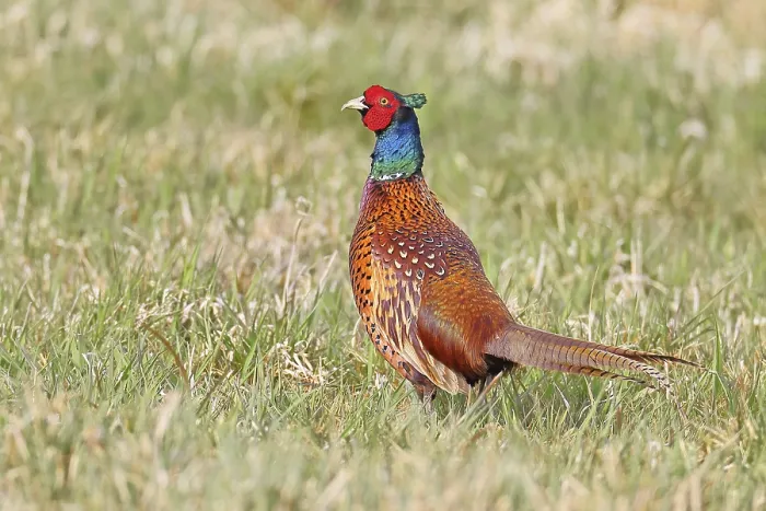 Framed Print : Pheasant, hunting pheasant (Phasianus colchicus)
