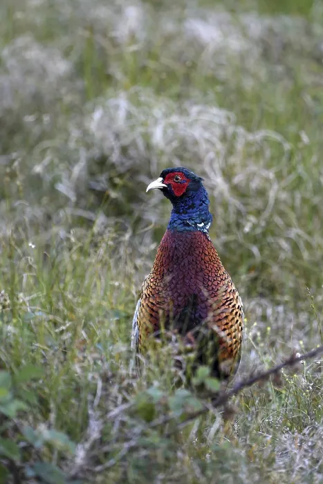 Framed Print : Pheasant (Phasianus colchicus)