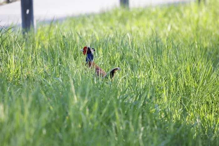 Framed Print : A pheasant Phasianus colchicus hides in thick green grass