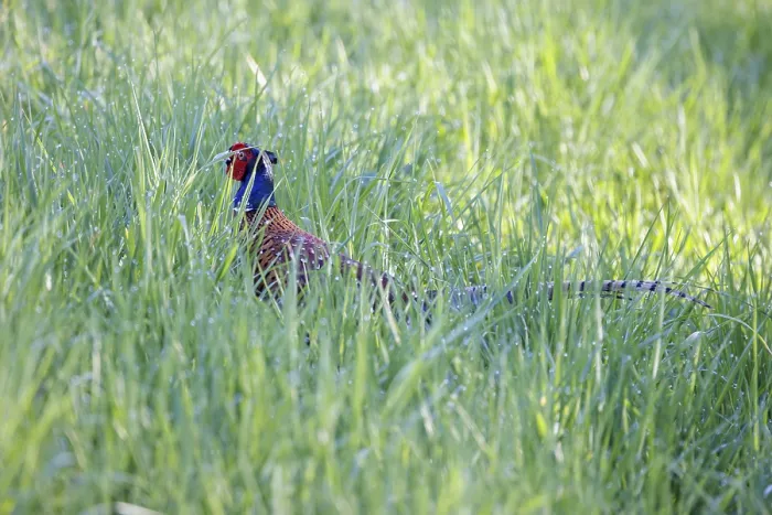 Framed Print : A pheasant Phasianus colchicus stands in tall green grass and looks to the side