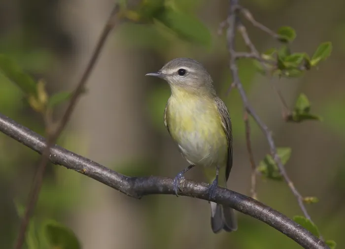 Framed Print : Philadelphia Vireo (Vireo philadelphicus) Framed Print : Philadelphia Vireo (Vireo philadelphicus)