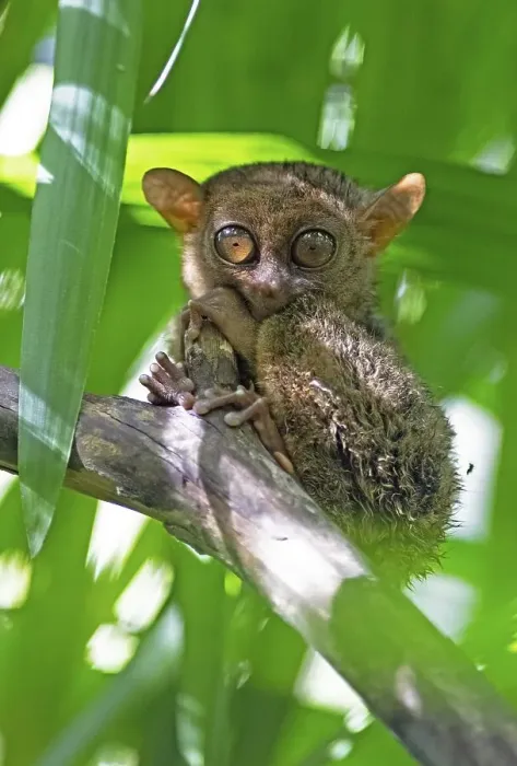 Framed Print : Philippine tarsier (Carlito syrichta) clings to a branch